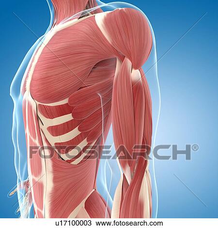 Male musculature, artwork View Large Illustration Drawing - Male musculature, artwork. Fotosearch