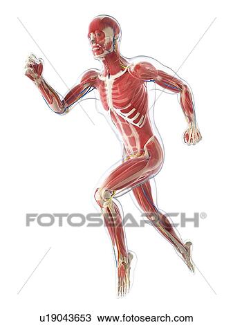 Male musculature, artwork View Large Illustration Drawing - Male musculature, artwork. Fotosearch