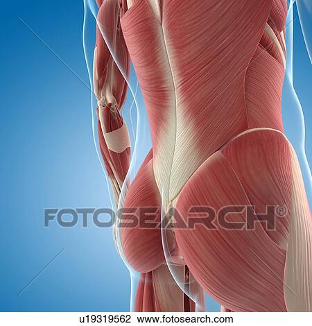 Drawing - Male musculature, artwork. Fotosearch