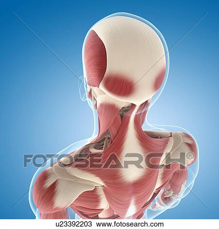 Male musculature, artwork View Large Illustration Drawing - Male musculature, artwork. Fotosearch
