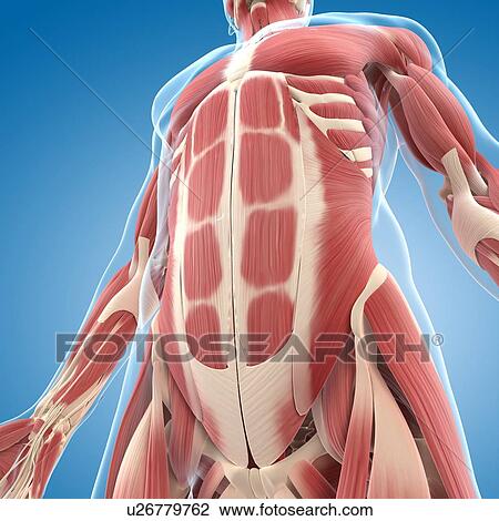 Male musculature, artwork View Large Illustration Drawing - Male musculature, artwork. Fotosearch