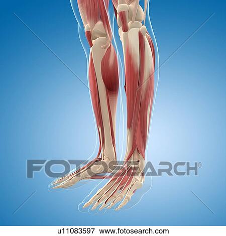 Male musculature, artwork View Large Illustration Stock Illustration - Male musculature, artwork. Fotosearch