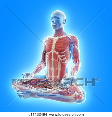 Stock Illustration - Male musculature, artwork. Fotosearch