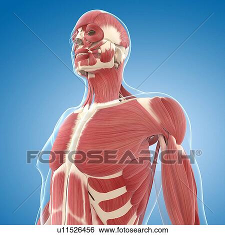 Stock Illustration - Male musculature, artwork. Fotosearch