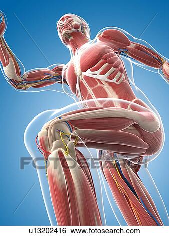 Male musculature, artwork View Large Illustration Stock Illustration - Male musculature, artwork. Fotosearch