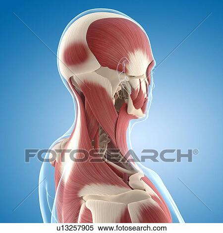 Male musculature, artwork View Large Illustration Stock Illustration - Male musculature, artwork. Fotosearch