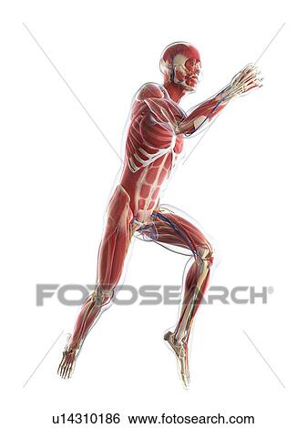 Male musculature, artwork View Large Illustration Stock Illustration - Male musculature, artwork. Fotosearch