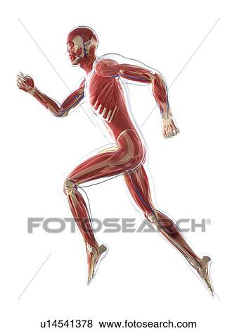 Male musculature, artwork View Large Illustration Stock Illustration - Male musculature, artwork. Fotosearch