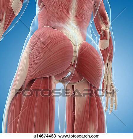 Stock Illustration - Male musculature, artwork. Fotosearch