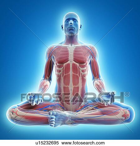Male musculature, artwork View Large Illustration Stock Illustration - Male musculature, artwork. Fotosearch