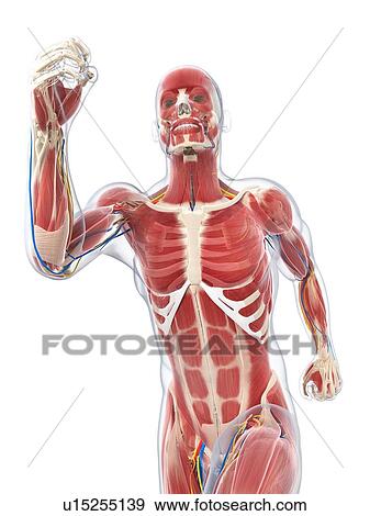 Male musculature, artwork View Large Illustration Stock Illustration - Male musculature, artwork. Fotosearch
