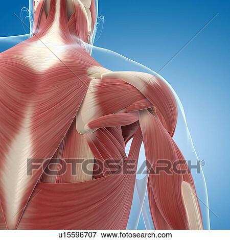 Stock Illustration - Male musculature, artwork. Fotosearch