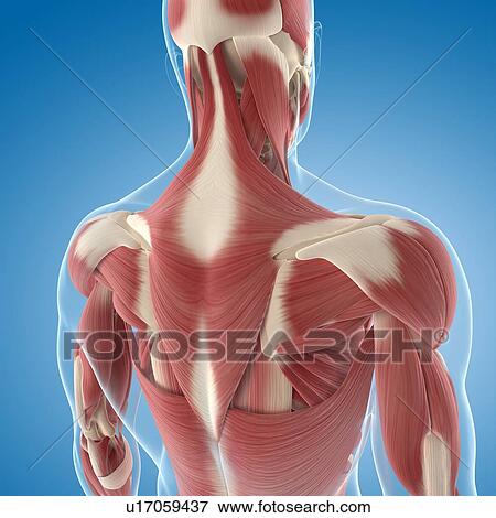 Male musculature, artwork View Large Illustration Stock Illustration - Male musculature, artwork. Fotosearch