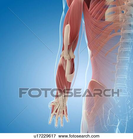 Stock Illustration - Male musculature, artwork. Fotosearch