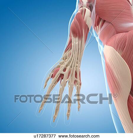 Male musculature, artwork View Large Illustration Stock Illustration - Male musculature, artwork. Fotosearch
