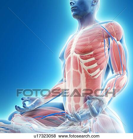 Stock Illustration - Male musculature, artwork. Fotosearch