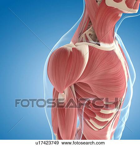 Male musculature, artwork View Large Illustration Stock Illustration - Male musculature, artwork. Fotosearch