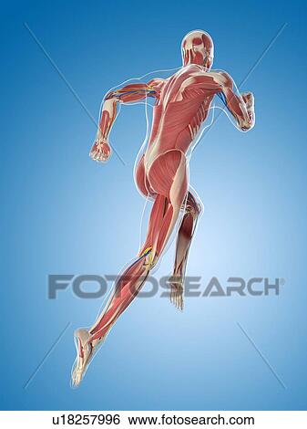Male musculature, artwork View Large Illustration Stock Illustration - Male musculature, artwork. Fotosearch