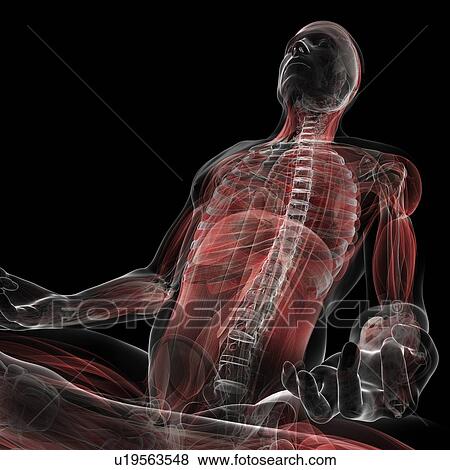 Stock Illustration - Male musculature, artwork. Fotosearch