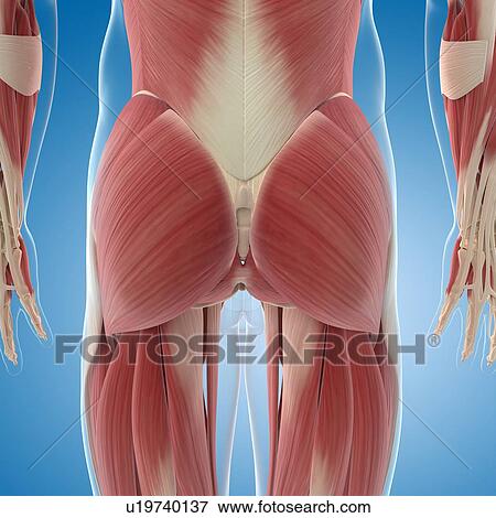 Male musculature, artwork View Large Illustration Stock Illustration - Male musculature, artwork. Fotosearch