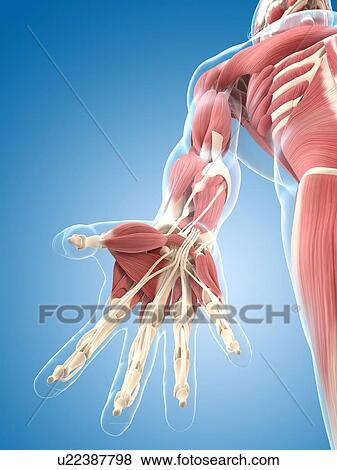 Male musculature, artwork View Large Illustration Stock Illustration - Male musculature, artwork. Fotosearch