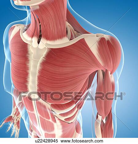 Male musculature, artwork View Large Illustration Stock Illustration - Male musculature, artwork. Fotosearch