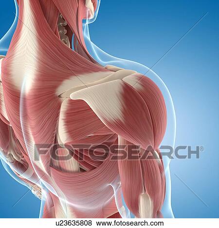 Male musculature, artwork View Large Illustration Stock Illustration - Male musculature, artwork. Fotosearch
