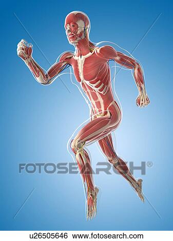 Male musculature, artwork View Large Illustration Stock Illustration - Male musculature, artwork. Fotosearch
