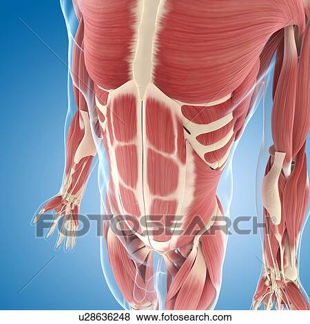 Male musculature, artwork View Large Illustration Stock Illustration - Male musculature, artwork. Fotosearch