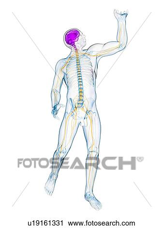 Clip Art - Male nervous system, artwork. Fotosearch