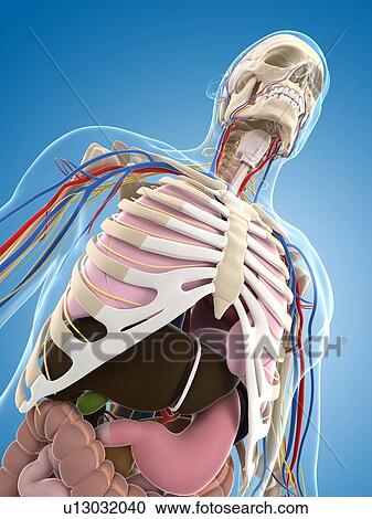 Male skeleton, artwork View Large Illustration Clipart - Male skeleton, artwork. Fotosearch
