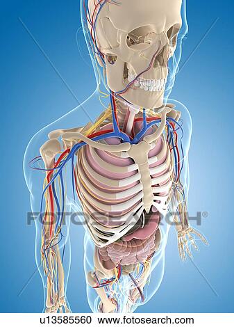 Male skeleton, artwork View Large Illustration Clipart - Male skeleton, artwork. Fotosearch
