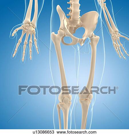 Drawing - Male skeleton, artwork. Fotosearch