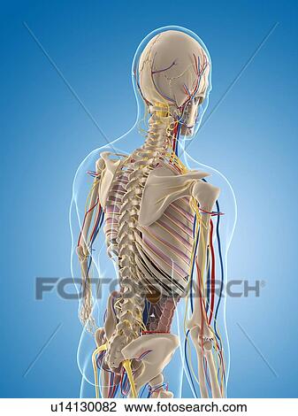 Male skeleton, artwork View Large Illustration Drawing - Male skeleton, artwork. Fotosearch