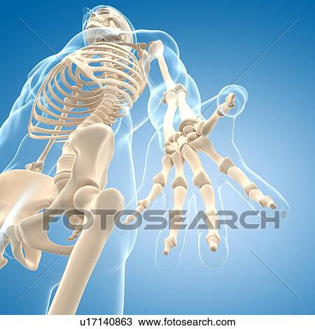 Male skeleton, artwork View Large Illustration Drawing - Male skeleton, artwork. Fotosearch