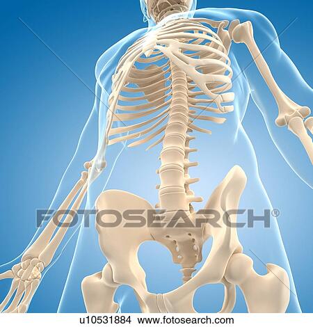 Stock Illustration - Male skeleton, artwork. Fotosearch