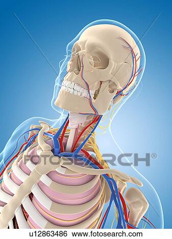 Male skeleton, artwork View Large Illustration Stock Illustration - Male skeleton, artwork. Fotosearch