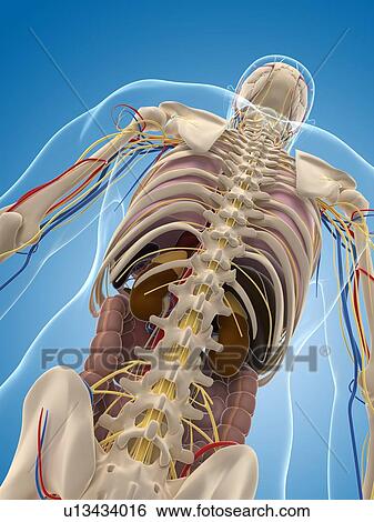 Male skeleton, artwork View Large Illustration Stock Illustration - Male skeleton, artwork. Fotosearch