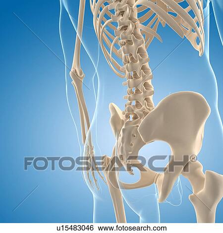 Stock Illustration - Male skeleton, artwork. Fotosearch