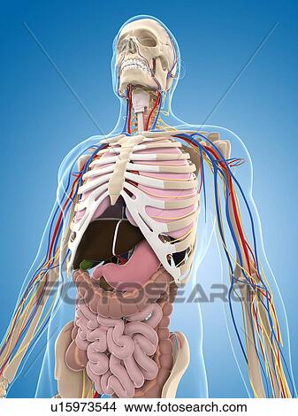 Stock Illustration - Male skeleton, artwork. Fotosearch