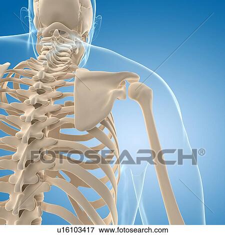 Male skeleton, artwork View Large Illustration Stock Illustration - Male skeleton, artwork. Fotosearch