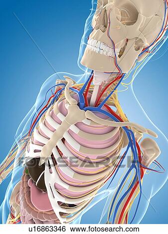 Male skeleton, artwork View Large Illustration Stock Illustration - Male skeleton, artwork. Fotosearch