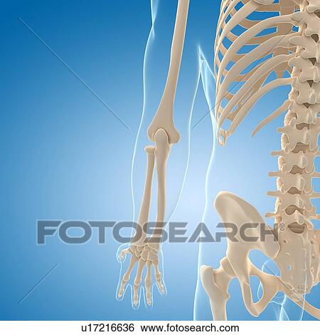 Male skeleton, artwork View Large Illustration Stock Illustration - Male skeleton, artwork. Fotosearch