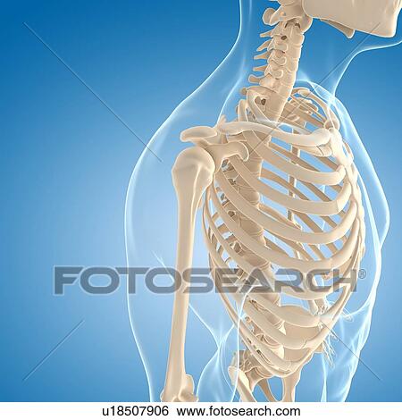 Male skeleton, artwork View Large Illustration Stock Illustration - Male skeleton, artwork. Fotosearch