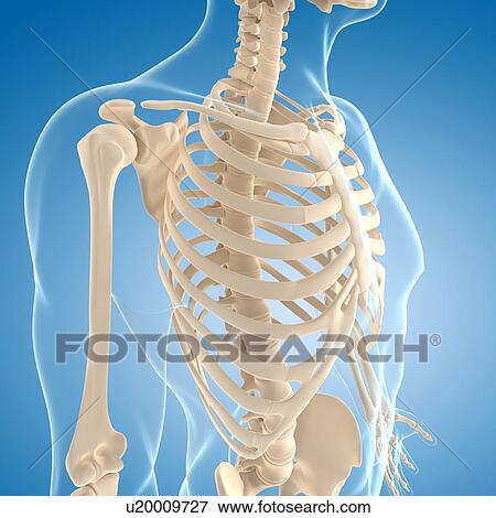 Male skeleton, artwork View Large Illustration Stock Illustration - Male skeleton, artwork. Fotosearch