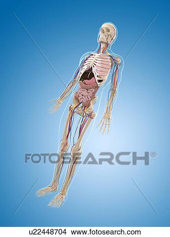 Stock Illustration - Male skeleton, artwork. Fotosearch