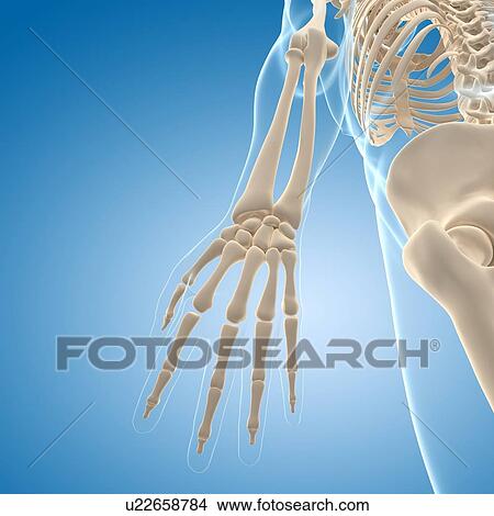 Male skeleton, artwork View Large Illustration Stock Illustration - Male skeleton, artwork. Fotosearch