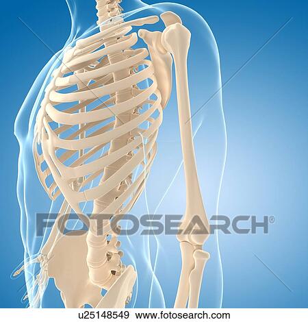 Male skeleton, artwork View Large Illustration Stock Illustration - Male skeleton, artwork. Fotosearch