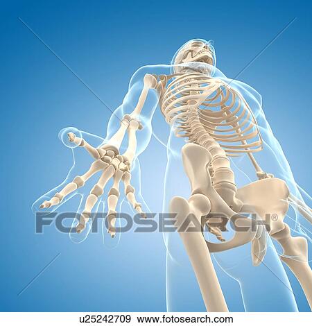 Stock Illustration - Male skeleton, artwork. Fotosearch
