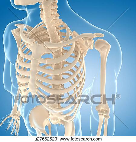 Stock Illustration - Male skeleton, artwork. Fotosearch